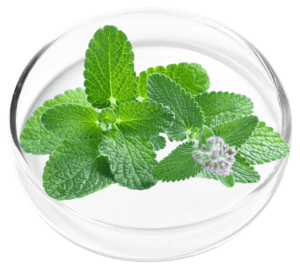 OxyDental Pro Ingredients
